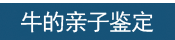 牛的亲子鉴定