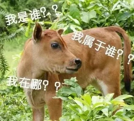 牛DNA3