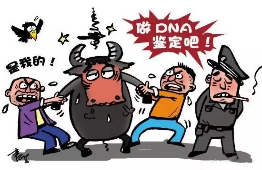 牛亲子鉴定2