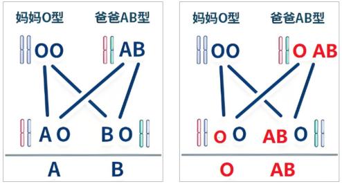 正常遗传和基因突变遗传