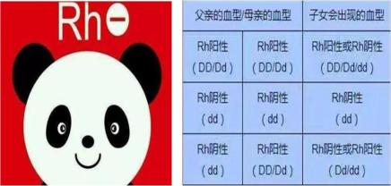 Rh血型遗传规律表